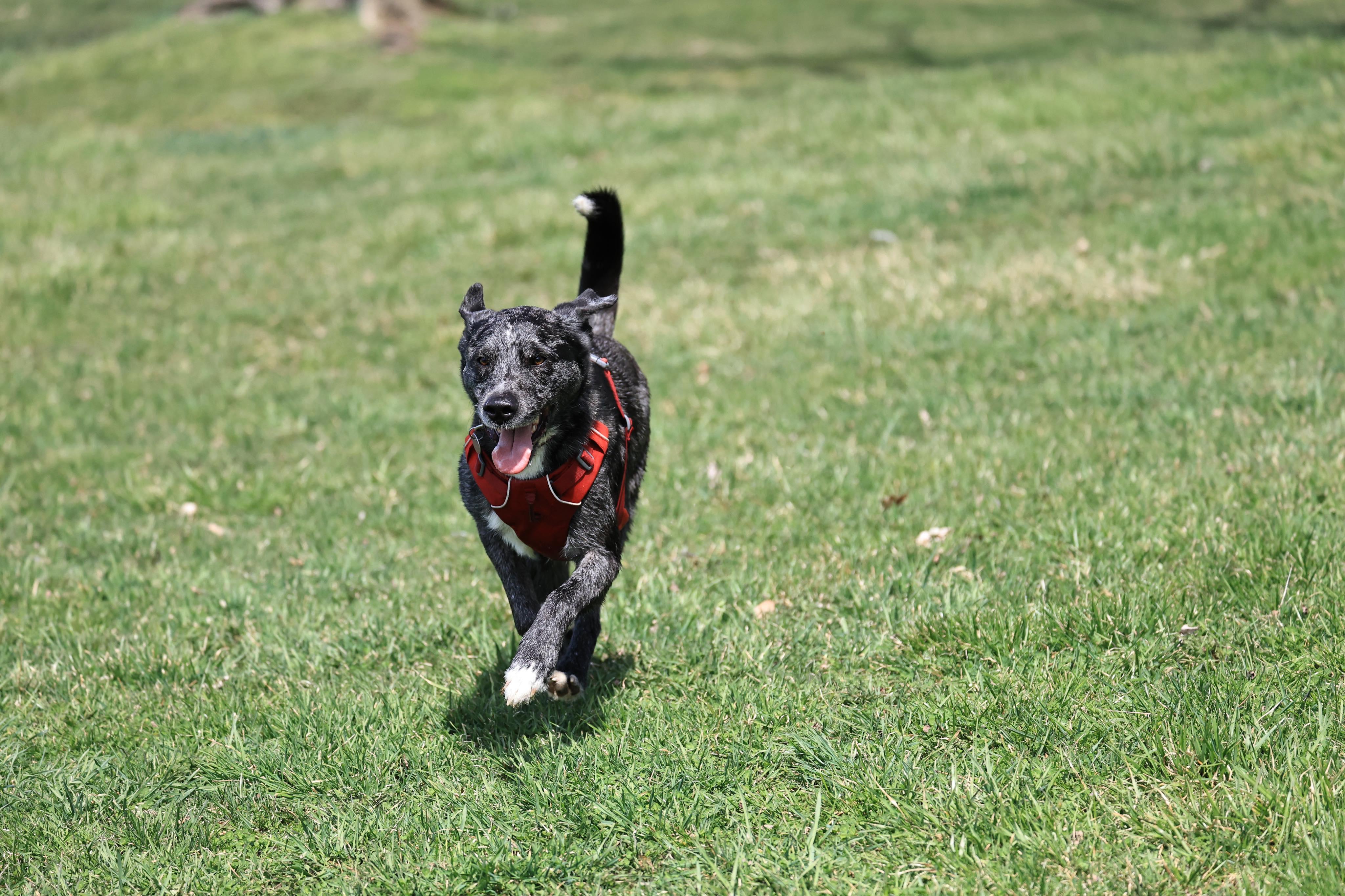Charlie, a Adoptable mixed breed in Chelsea, VT image 3/6