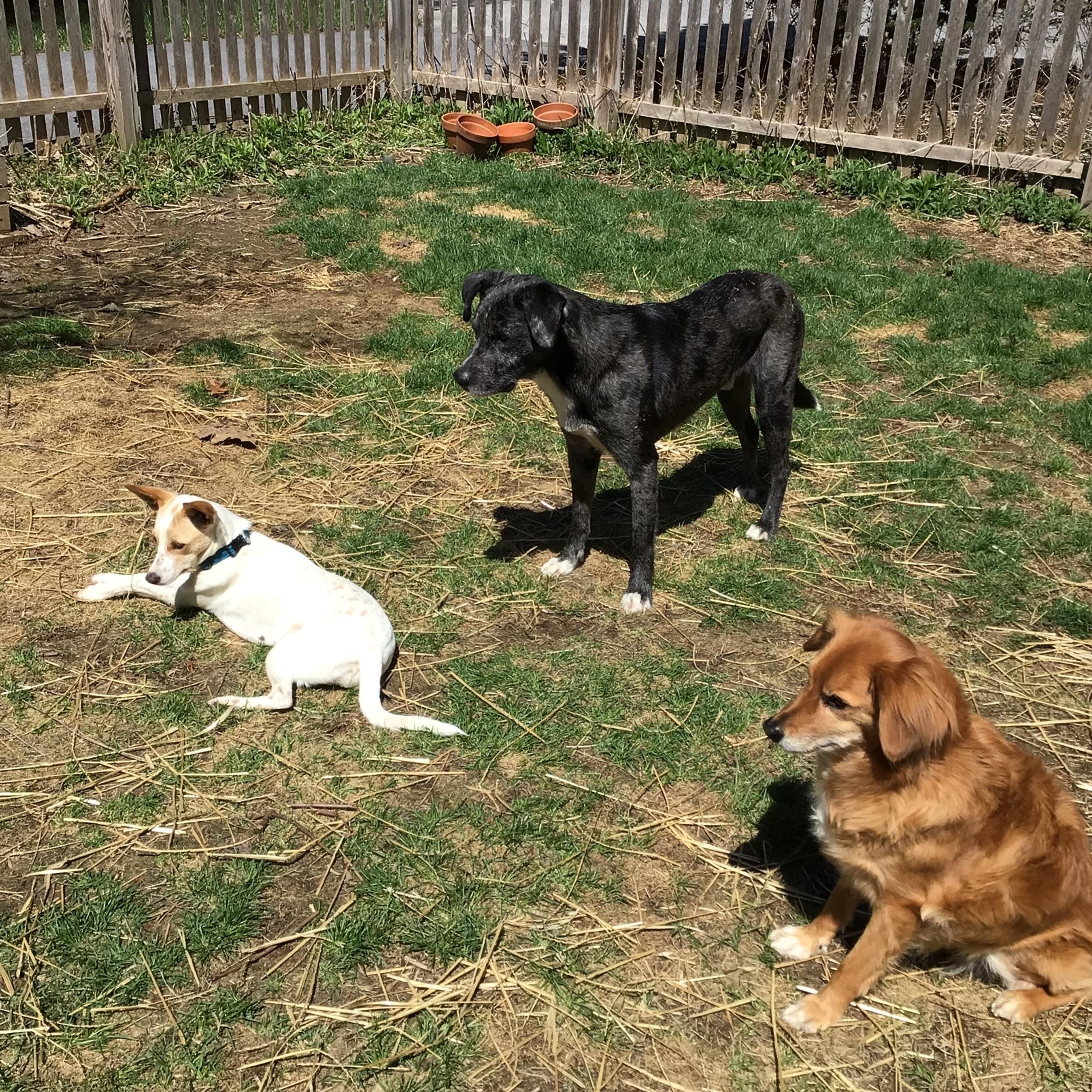 Charlie, a Adoptable mixed breed in Chelsea, VT image 5/6