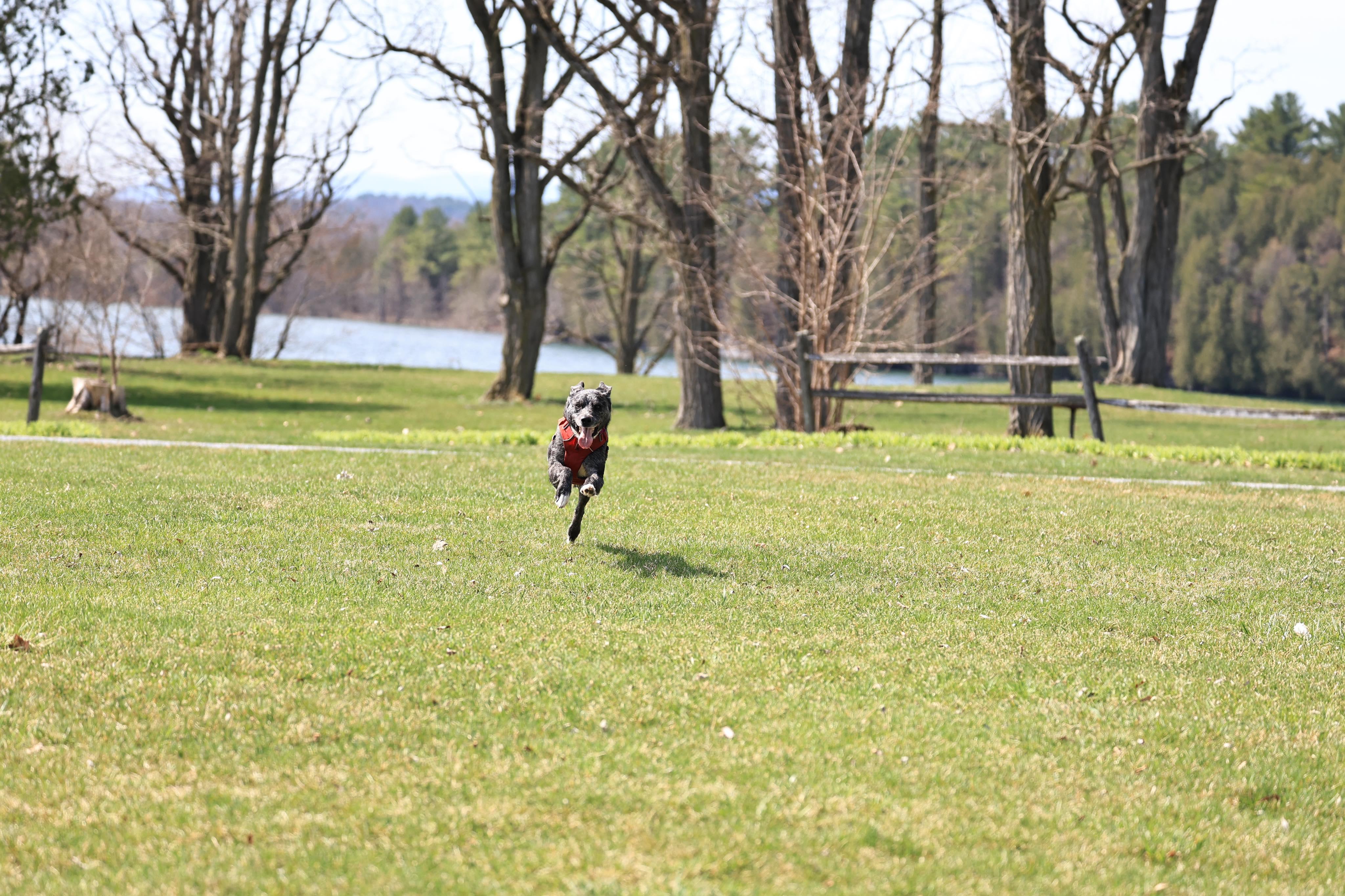 Charlie, a Adoptable mixed breed in Chelsea, VT image 6/6