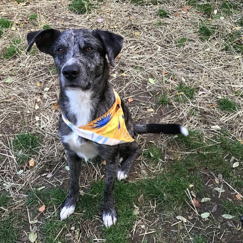 Charlie, a Adoptable mixed breed in Chelsea, VT image 1/6
