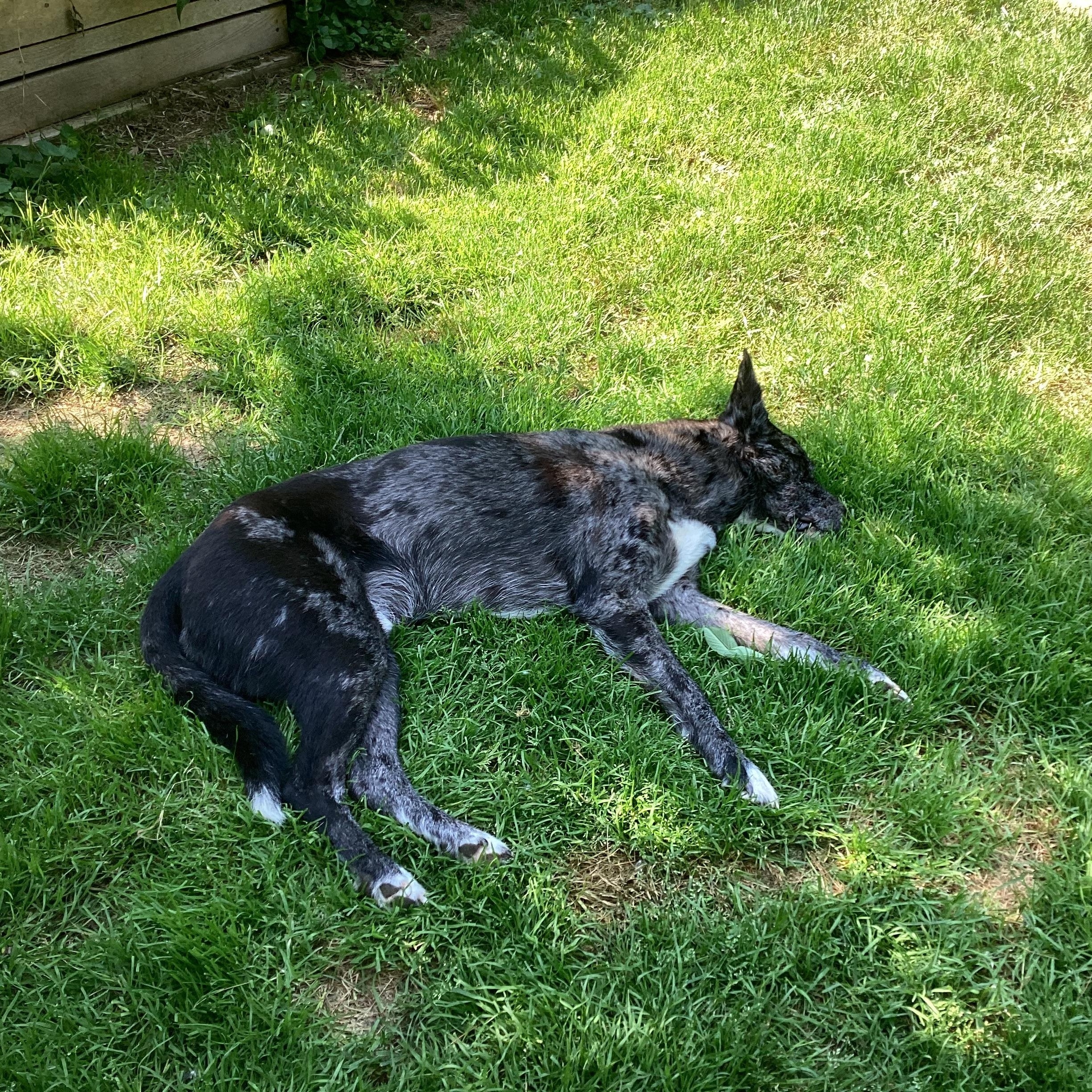 Charlie, a Adoptable mixed breed in Chelsea, VT image 4/6