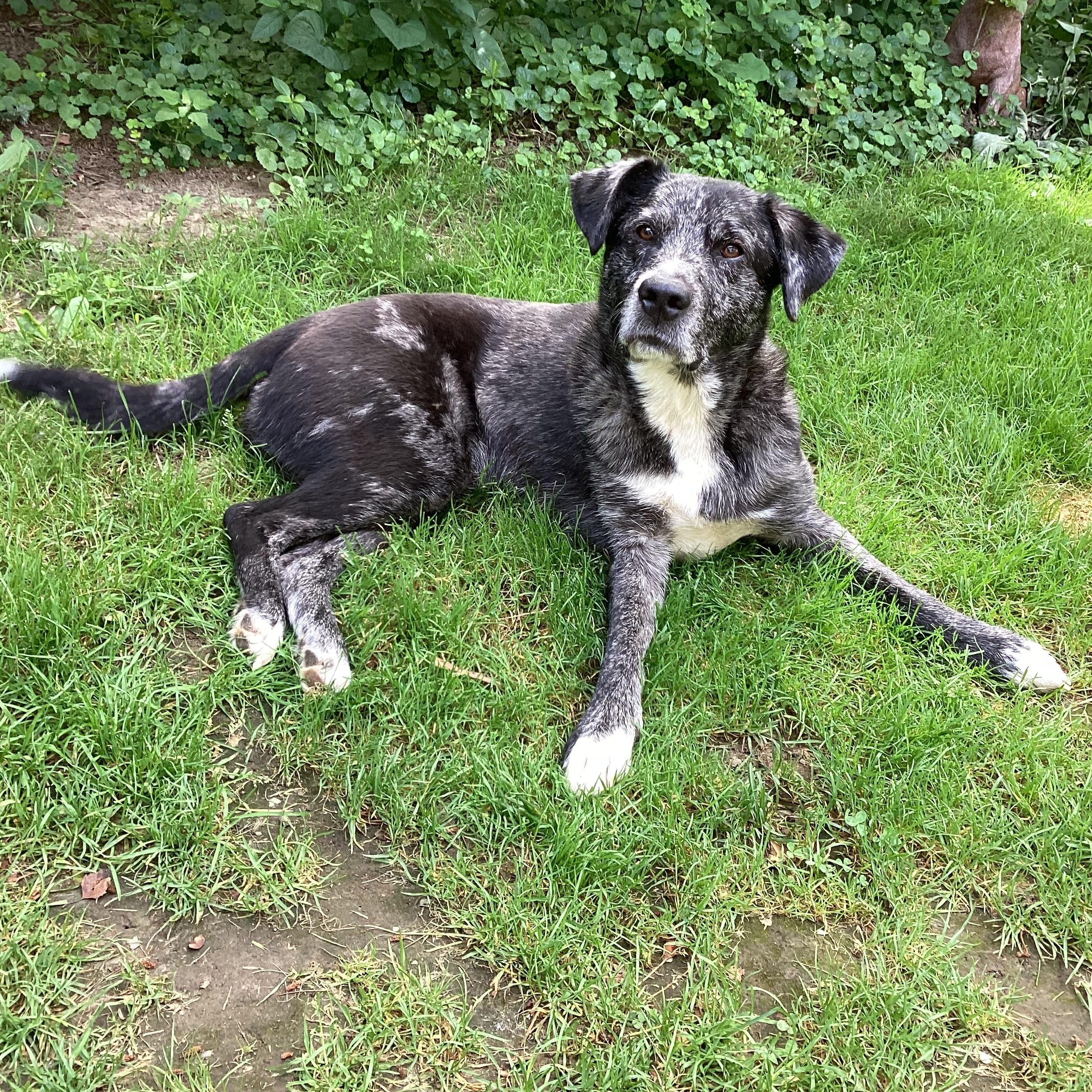 Charlie, a Adoptable mixed breed in Chelsea, VT image 2/6