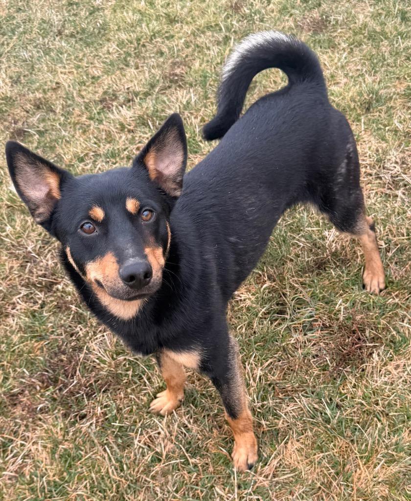 Enlarge Rio - PENDING ADOPTION, a Adoptable mixed breed in Defiance, OH image 1/5