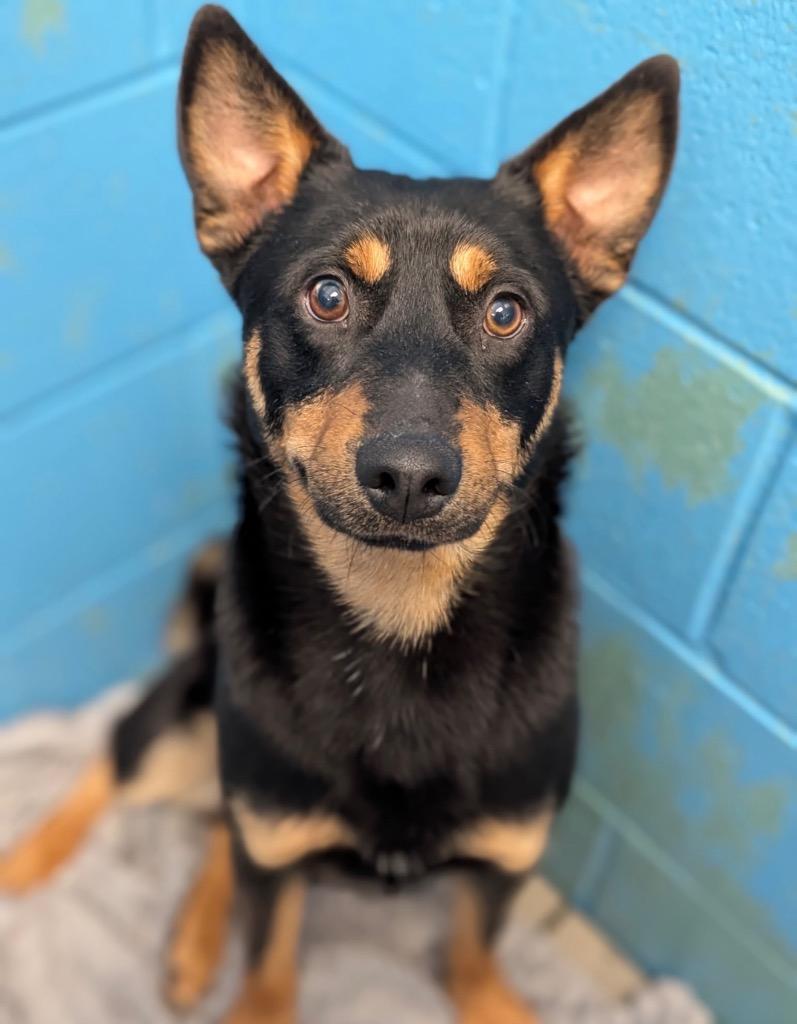 Enlarge Rio - PENDING ADOPTION, a Adoptable mixed breed in Defiance, OH image 2/5