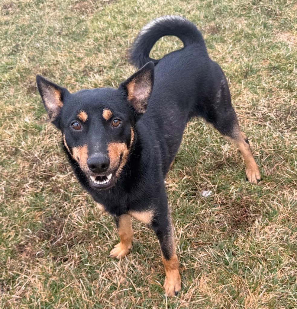 Enlarge Rio - PENDING ADOPTION, a Adoptable mixed breed in Defiance, OH image 3/5