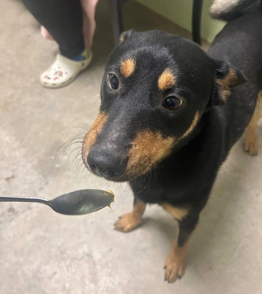 Enlarge Rio - PENDING ADOPTION, a Adoptable mixed breed in Defiance, OH image 4/5