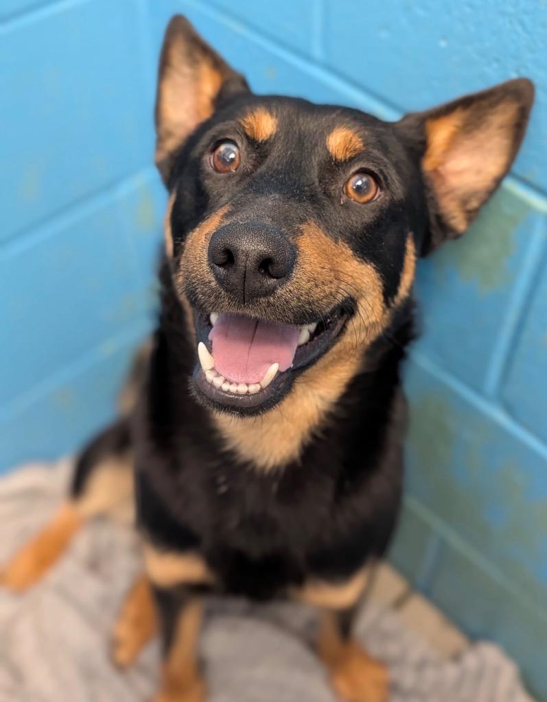 Enlarge Rio - PENDING ADOPTION, a Adoptable mixed breed in Defiance, OH image 5/5