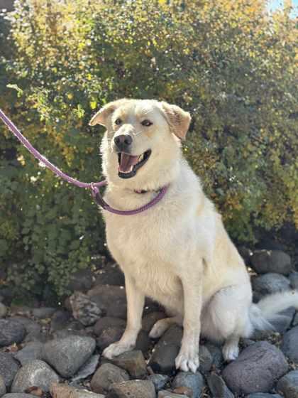Emma, Adoptable, Puppy Female Shepherd & Mixed Breed.