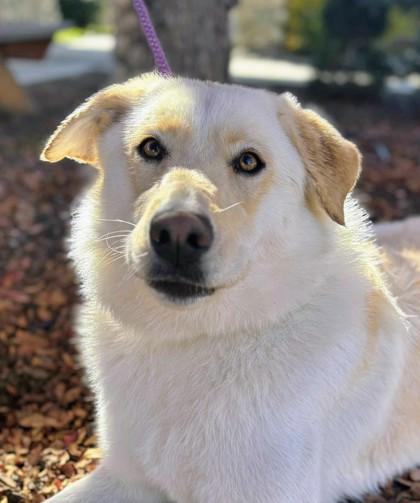 Enlarge Emma, a Adoptable mixed breed in Portola, CA image 3/3