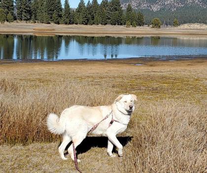 Emma, Adoptable, Puppy Female Shepherd & Mixed Breed.