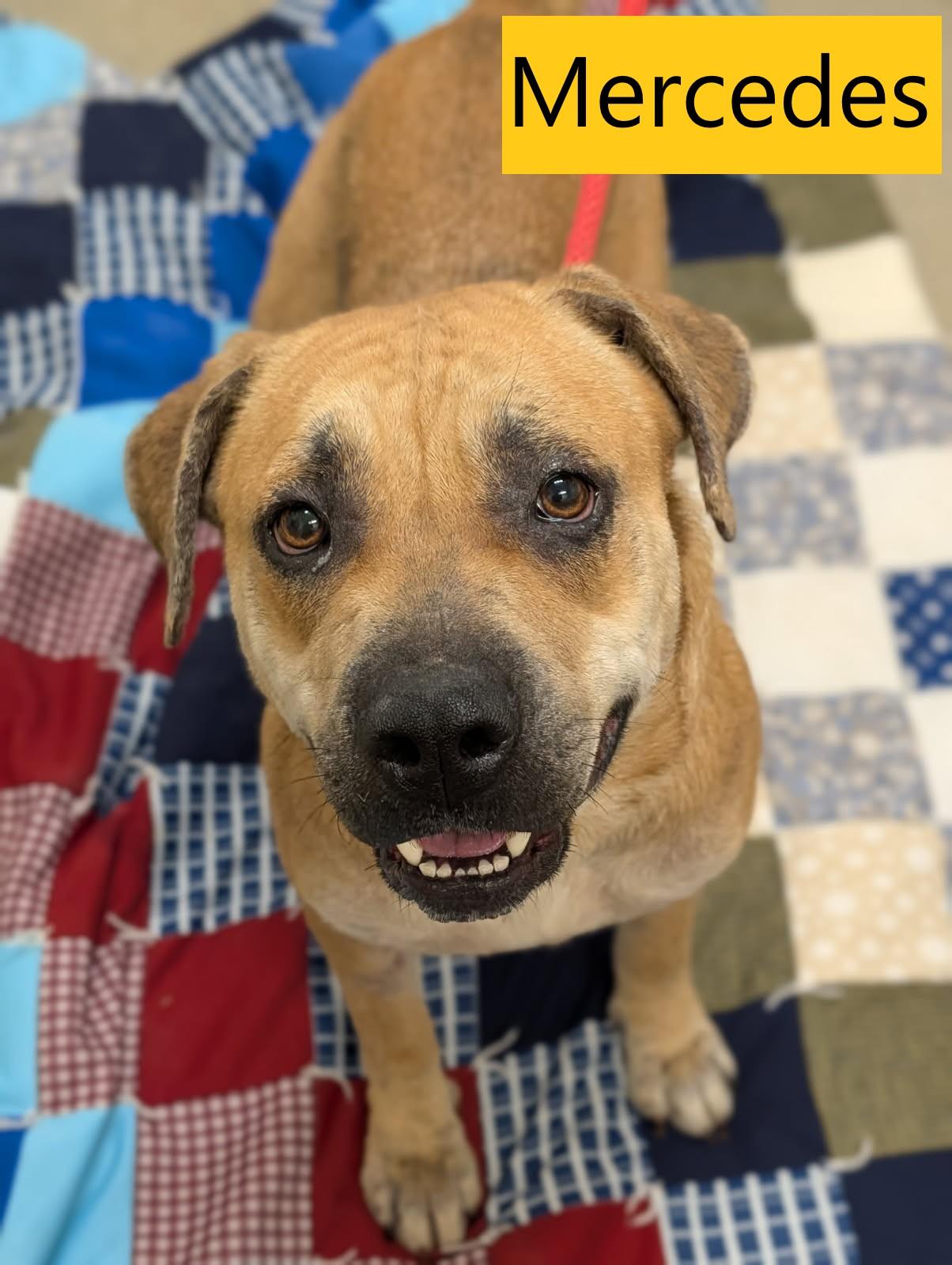 Enlarge Mercedes, a ADOPTABLE mixed breed in Mount Vernon, OH image 1/1