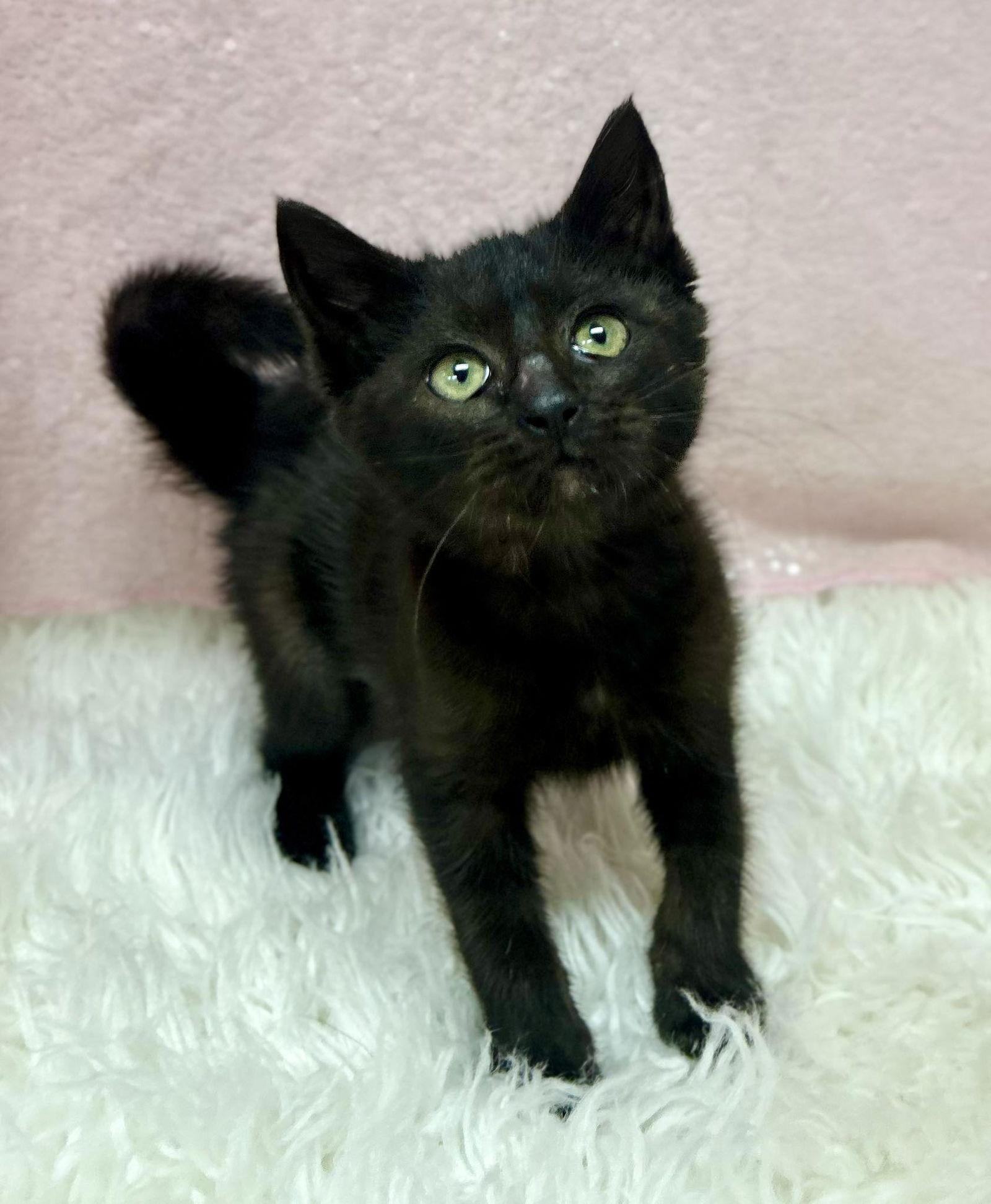 Enlarge Octavia, a Adopted Domestic Short Hair in Clarkesville, GA image 1/1