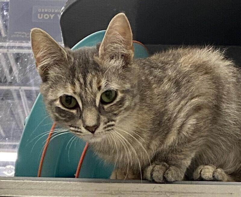 Lima, Adoptable, Young Female Domestic Short Hair.