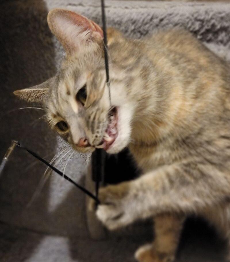 Lima, Adoptable, Young Female Domestic Short Hair.