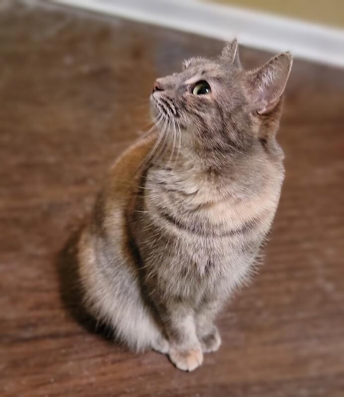 Enlarge Lima, a Adoptable Domestic Short Hair in Adrian, MI image 2/4