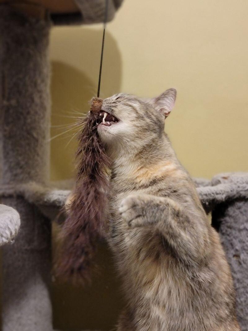 Lima, a Adoptable Domestic Short Hair in Adrian, MI image 3/3