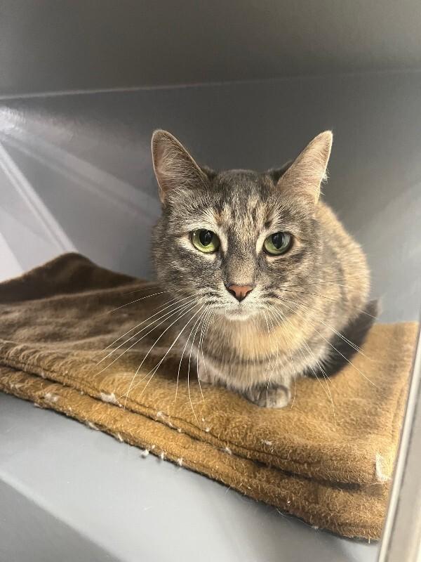 Enlarge Lima, a Adoptable Domestic Short Hair in Adrian, MI image 5/5