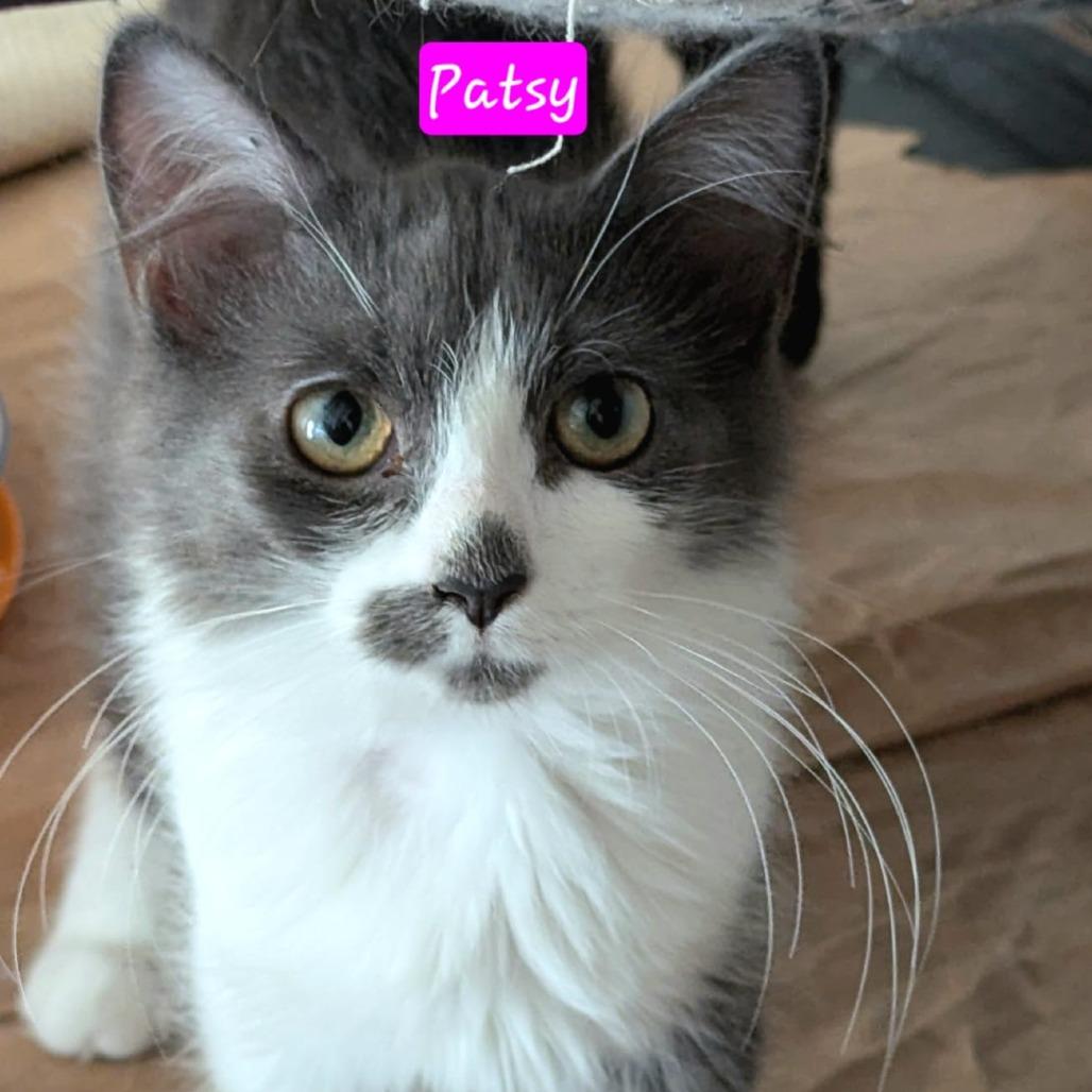 Patsy, Adoptable, Kitten Female Domestic Medium Hair.