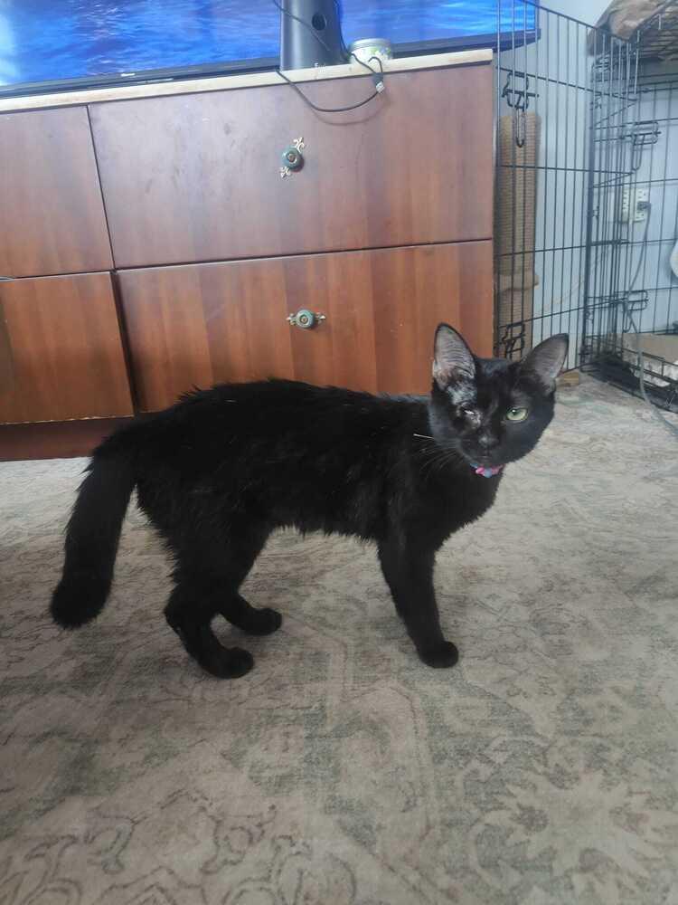 Enlarge Mila, a Adoptable Domestic Short Hair in Naranjito, PR image 1/5