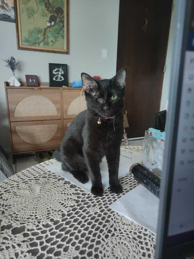 Enlarge Mila, a Adoptable Domestic Short Hair in Naranjito, PR image 2/5