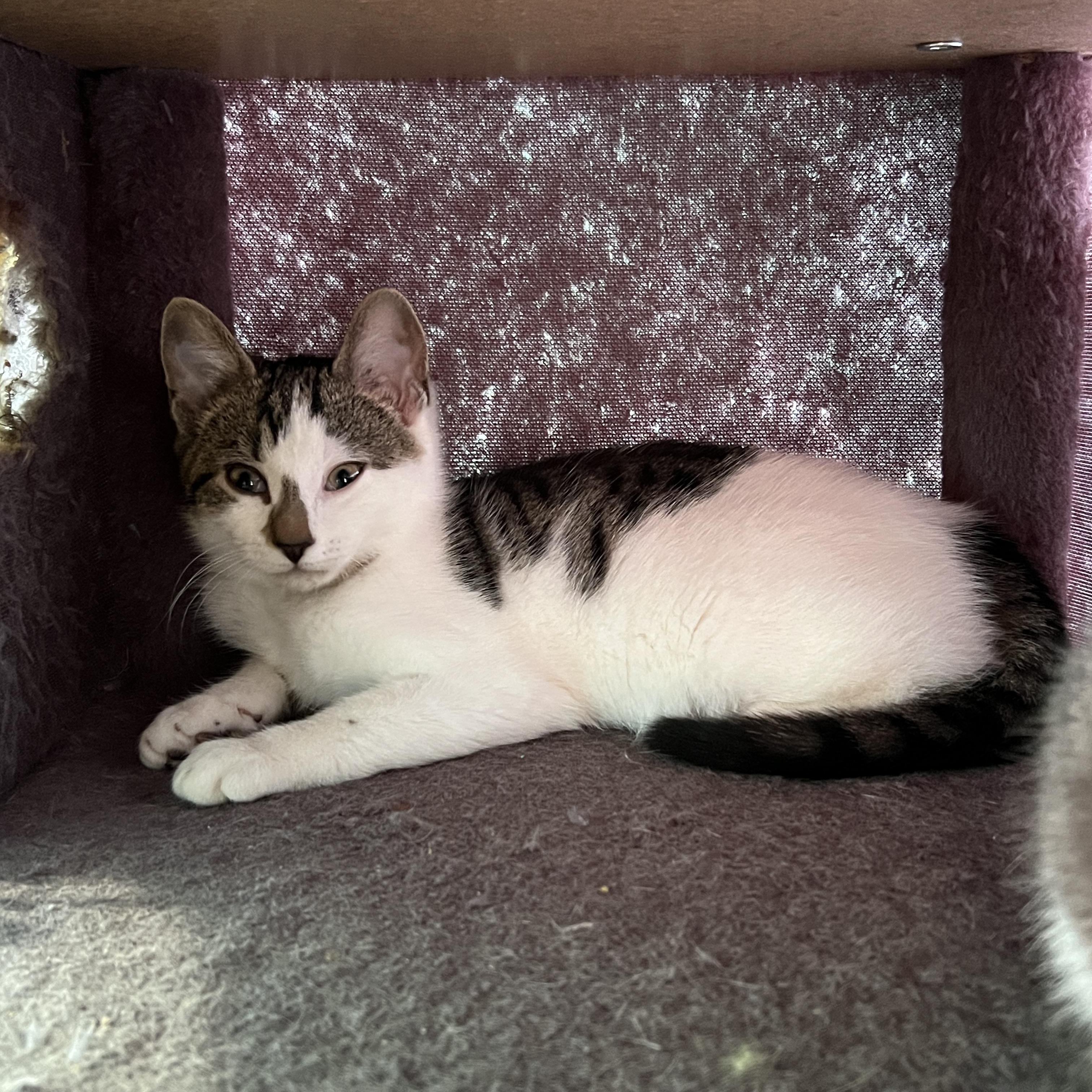 Pirelli, an adopted Domestic Short Hair in Syracuse, NY image 3/4