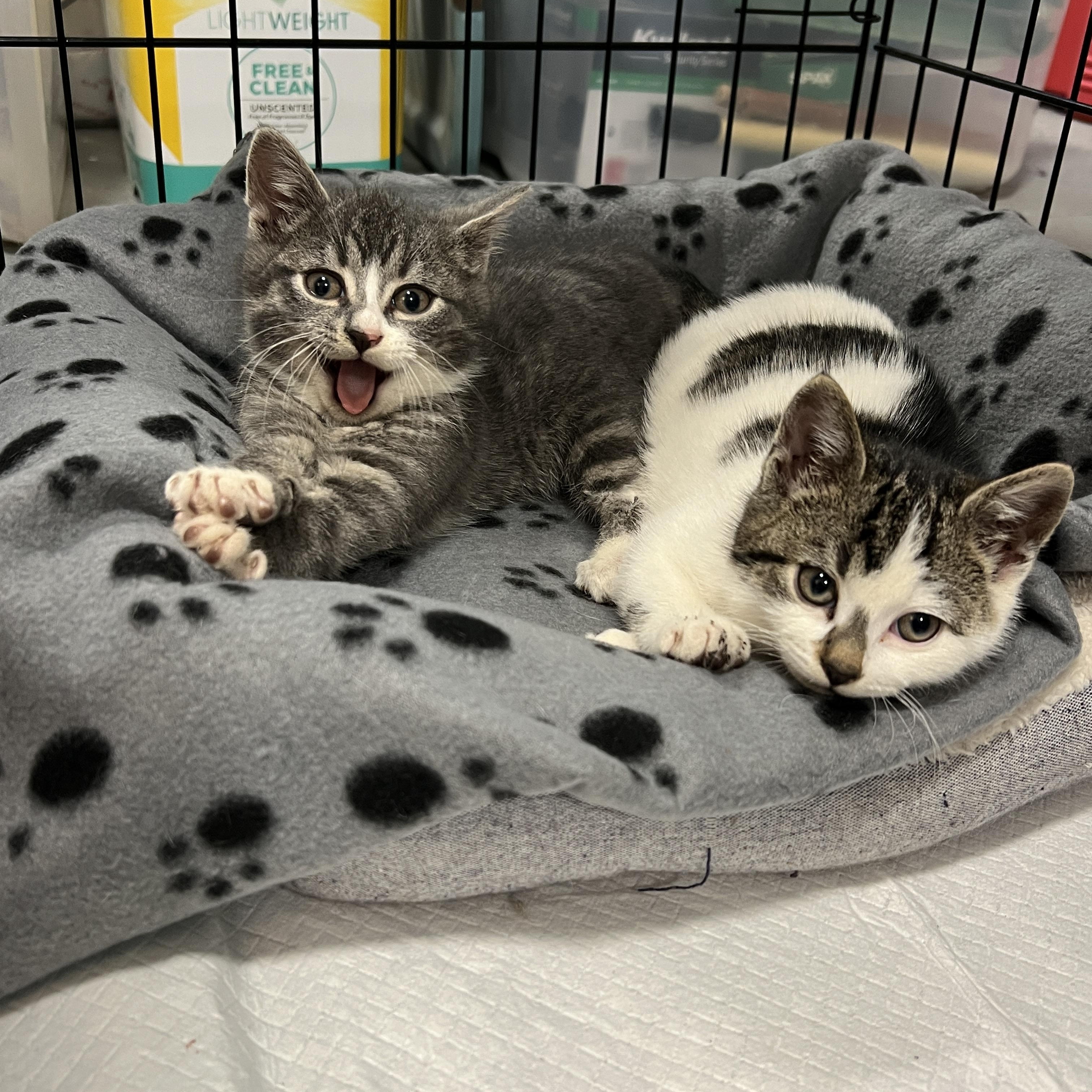 Pirelli, an adopted Domestic Short Hair in Syracuse, NY image 4/4