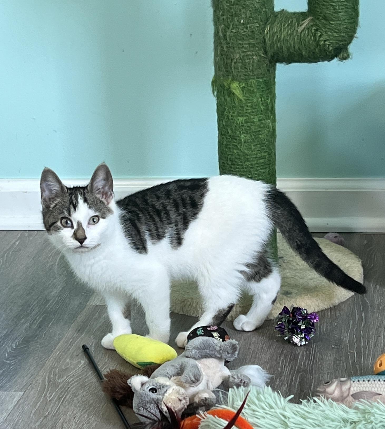 Pirelli, an adopted Domestic Short Hair in Syracuse, NY image 1/4