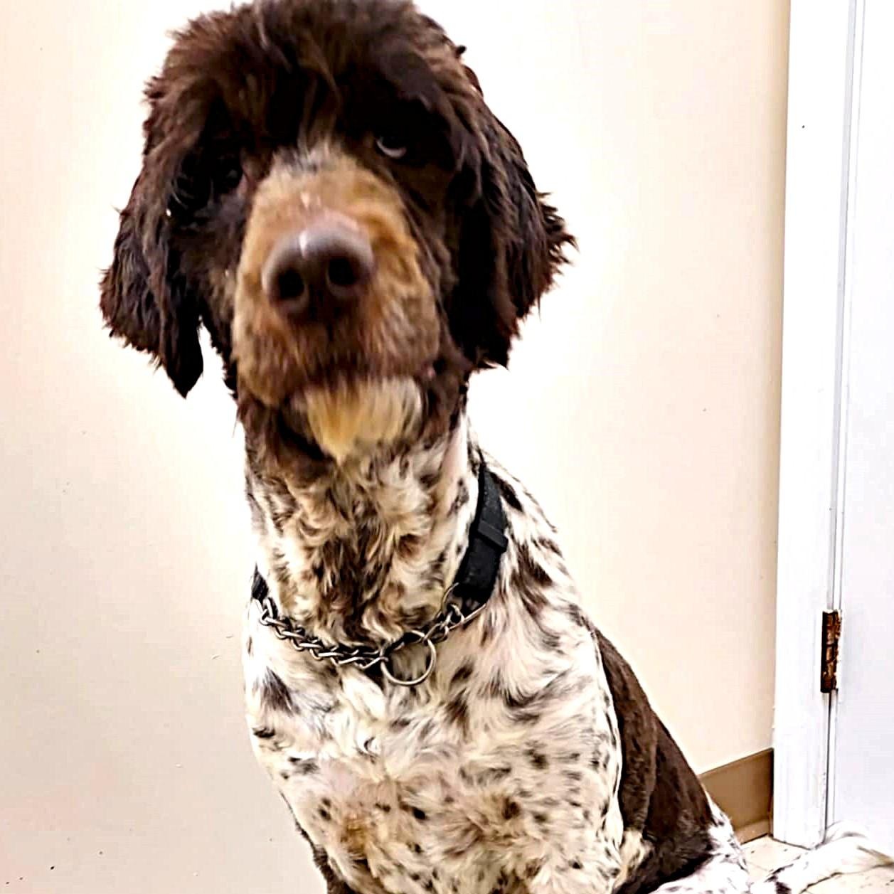 Enlarge Maxwell, an adoptable Mixed Breed in Falls Creek, PA image 5/6