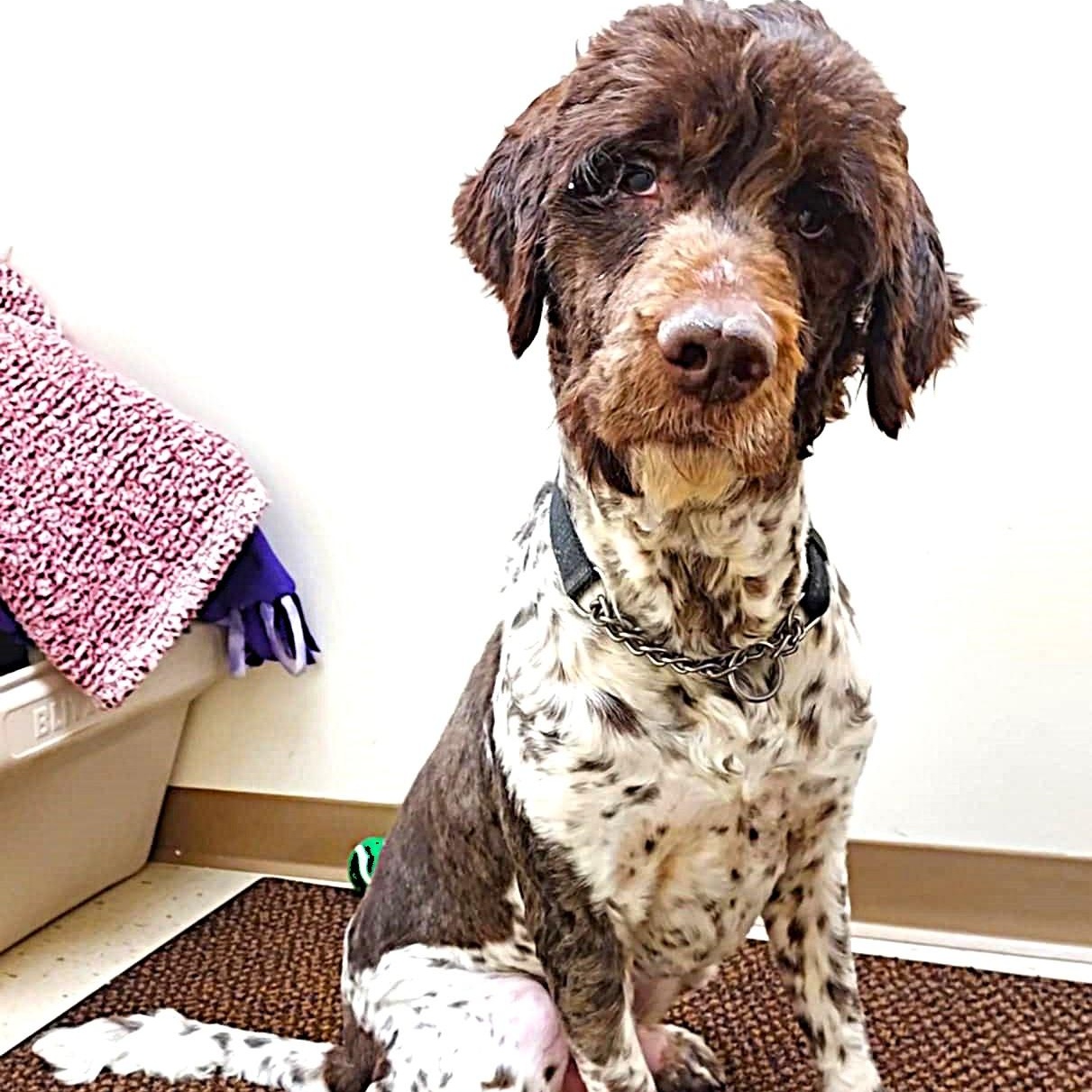 Maxwell, adoptable, Young Male Mixed Breed.