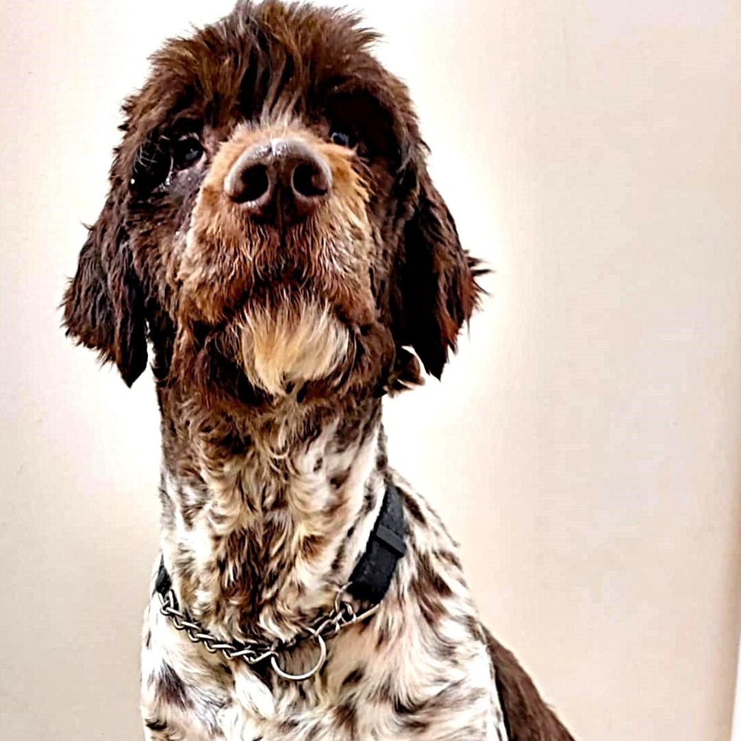 Enlarge Maxwell, an adoptable Mixed Breed in Falls Creek, PA image 2/6