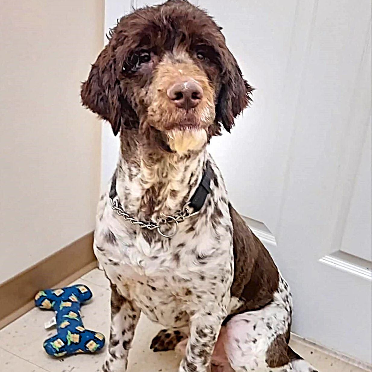 Enlarge Maxwell, an adoptable Mixed Breed in Falls Creek, PA image 4/6