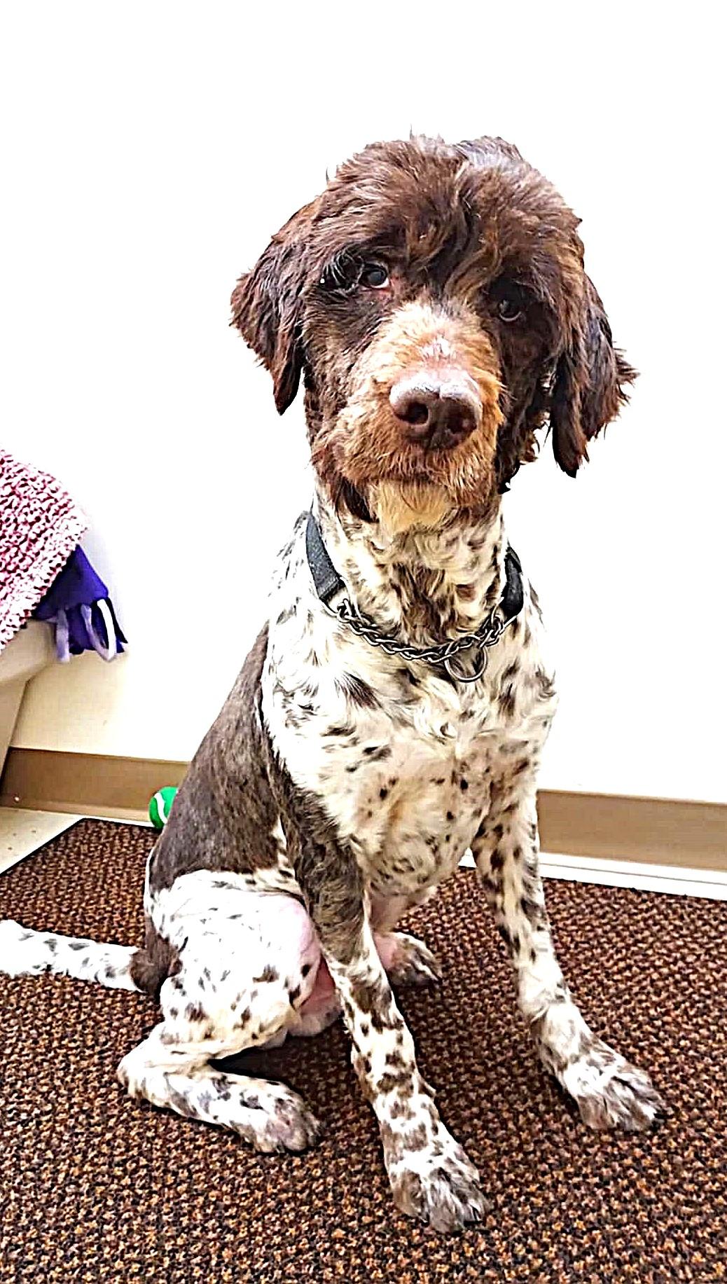 Enlarge Maxwell, an adoptable Mixed Breed in Falls Creek, PA image 6/6