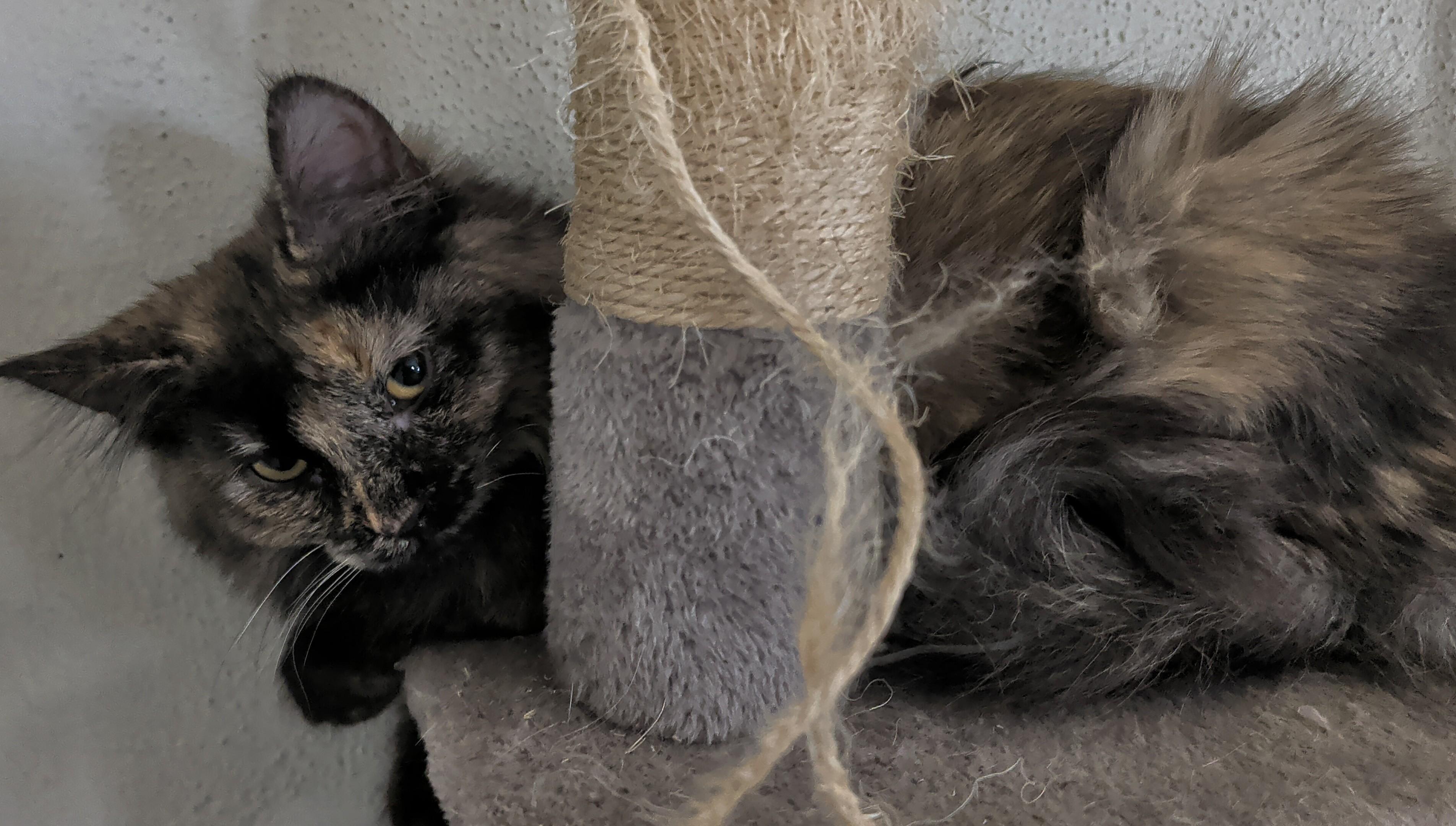 Enlarge Tori, a Adoptable mixed breed in Brainerd, MN image 2/4