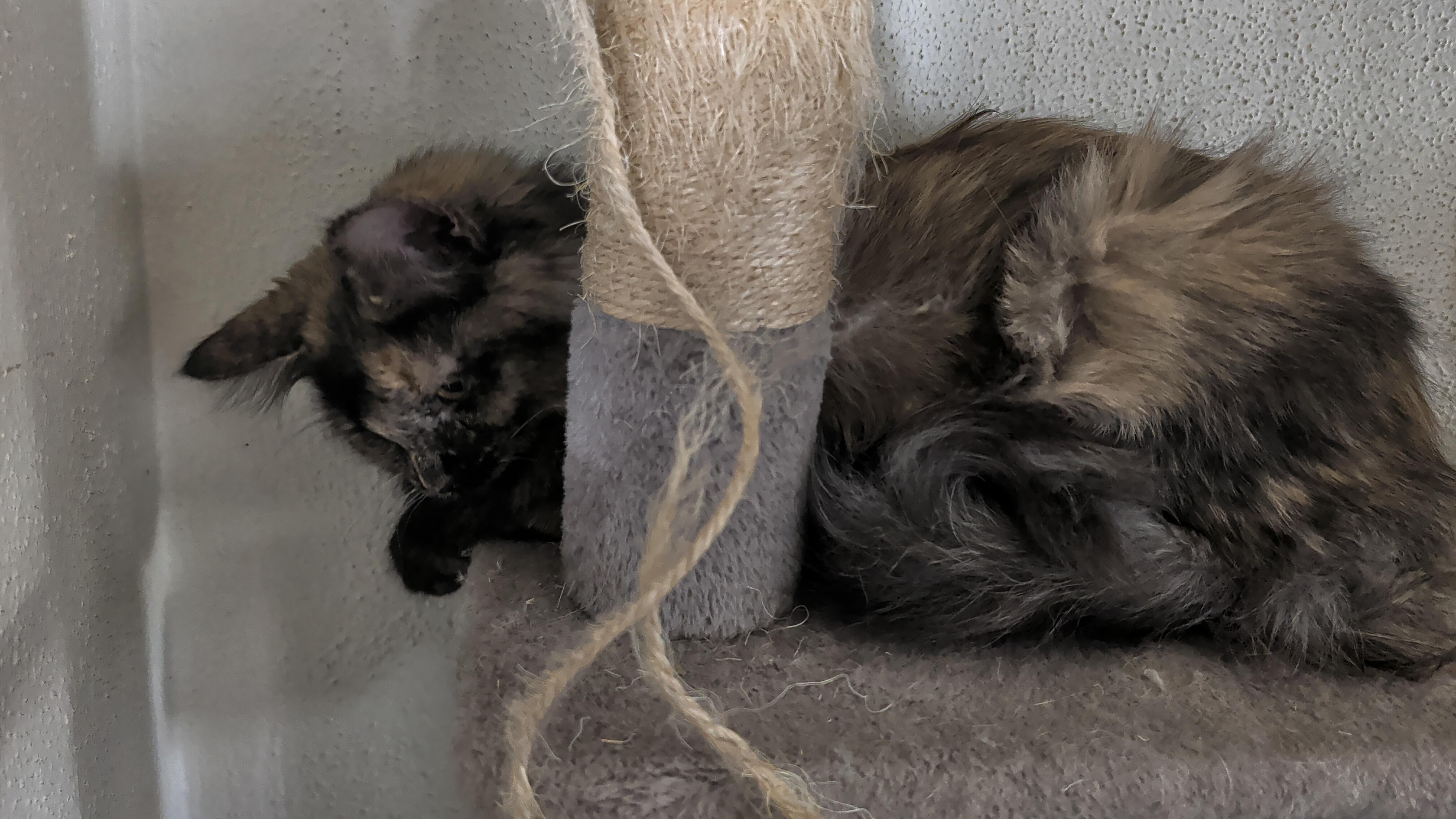 Enlarge Tori, a Adoptable mixed breed in Brainerd, MN image 3/4