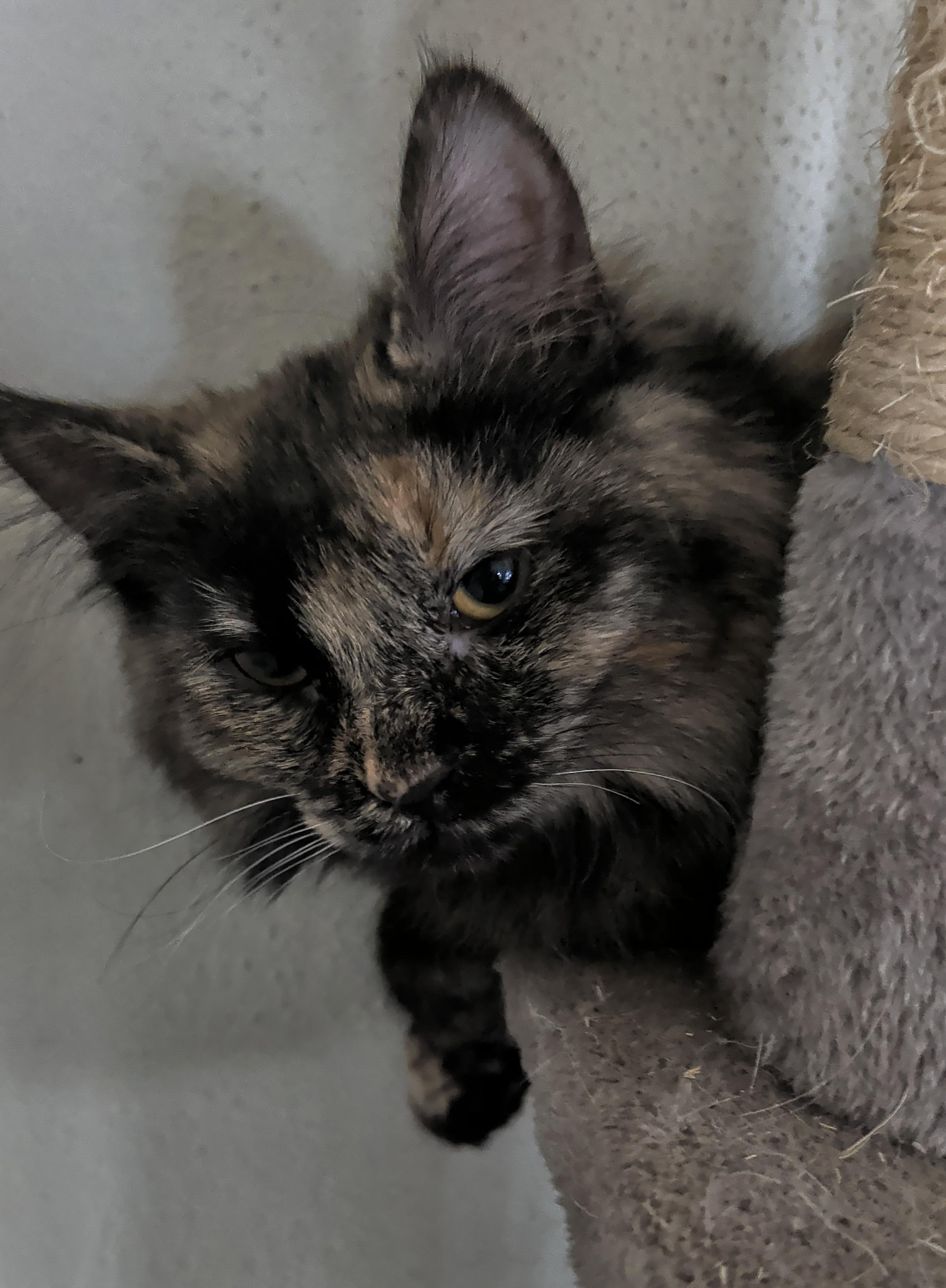 Enlarge Tori, a Adoptable mixed breed in Brainerd, MN image 4/4