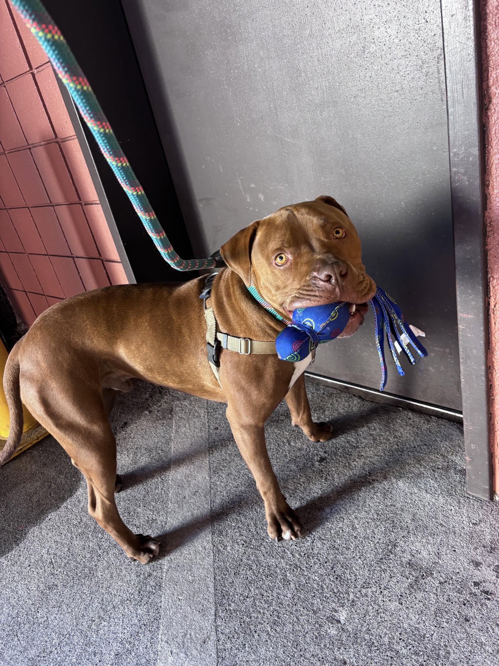 Bobby, Adoptable, Young Male Pit Bull Terrier.