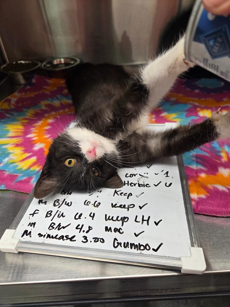 Enlarge Herbie, a Adoptable mixed breed in Athens, TN image 1/1