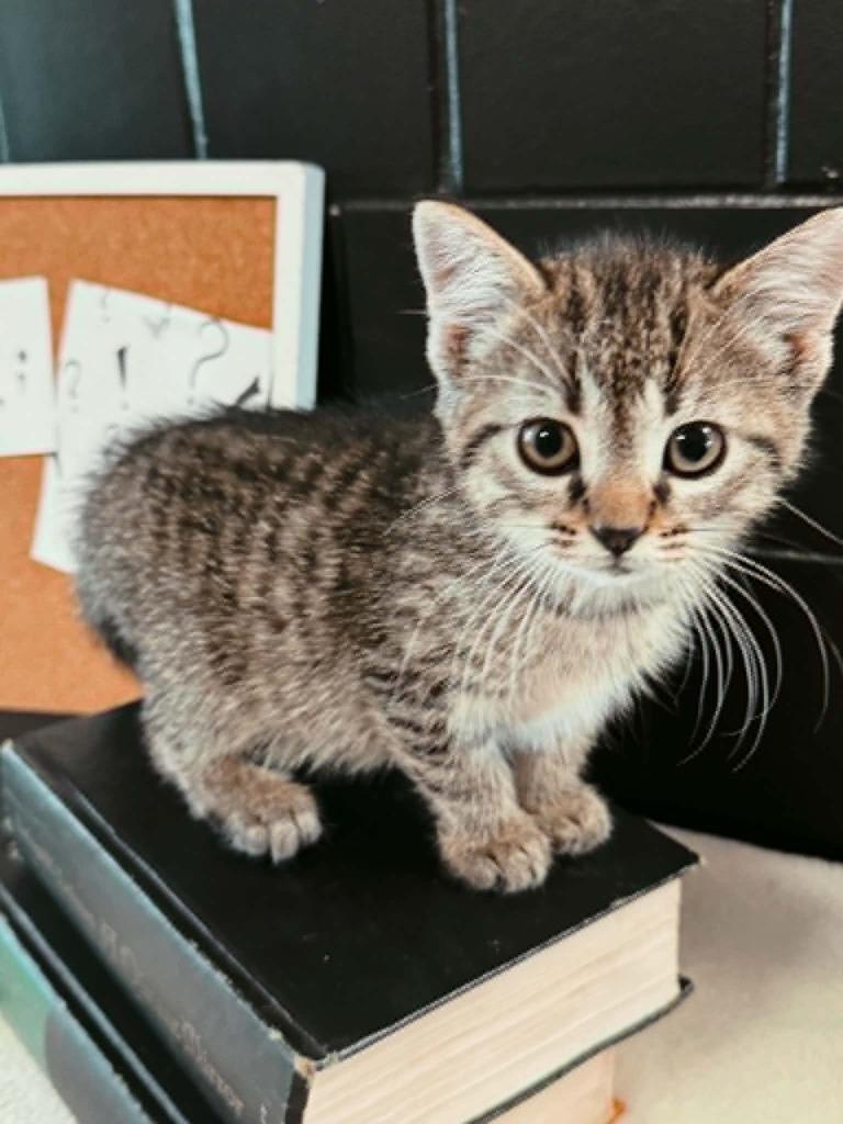 Semicolon, a Adoptable mixed breed in Effingham, IL image 1/5