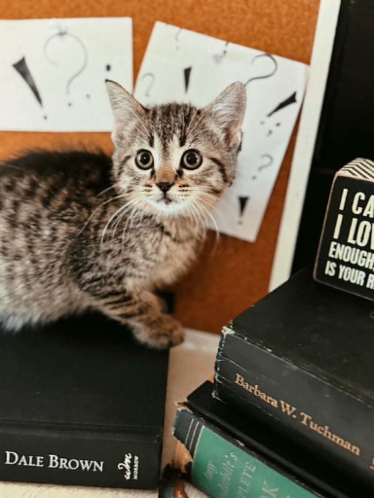Semicolon, a Adoptable mixed breed in Effingham, IL image 2/5