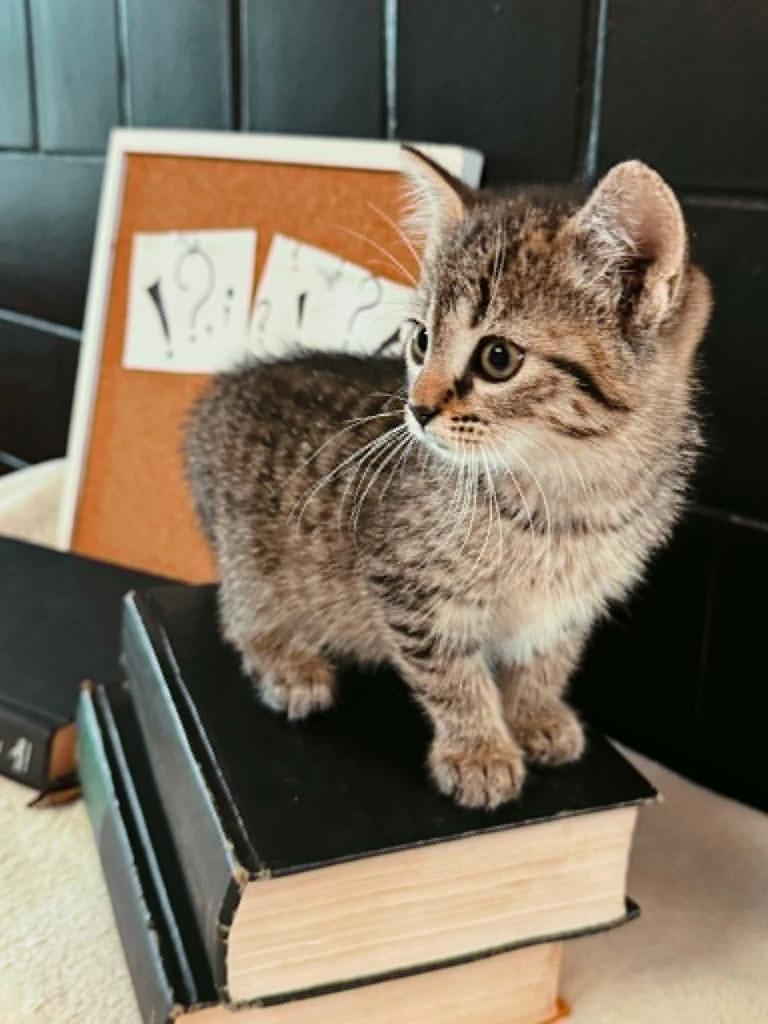 Semicolon, a Adoptable mixed breed in Effingham, IL image 3/5