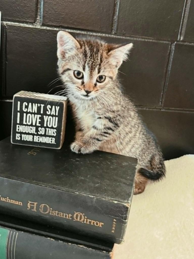 Semicolon, a Adoptable mixed breed in Effingham, IL image 5/5