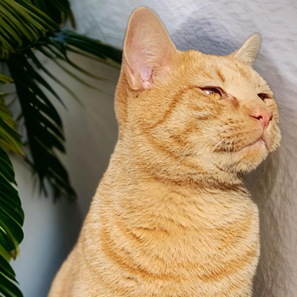 Colby, Adoptable, Adult Male Domestic Short Hair.