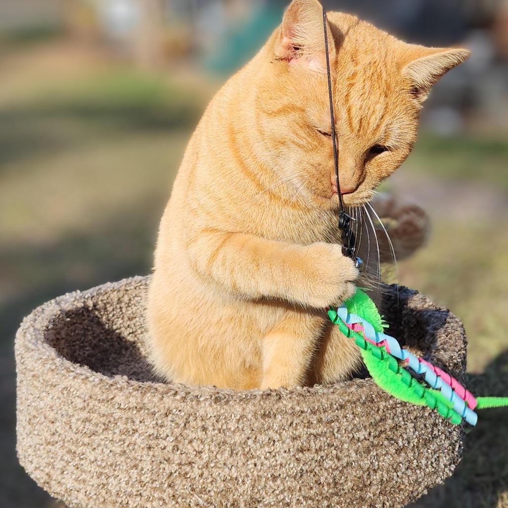 Colby, a Adoptable Domestic Short Hair in Williston, FL image 2/2