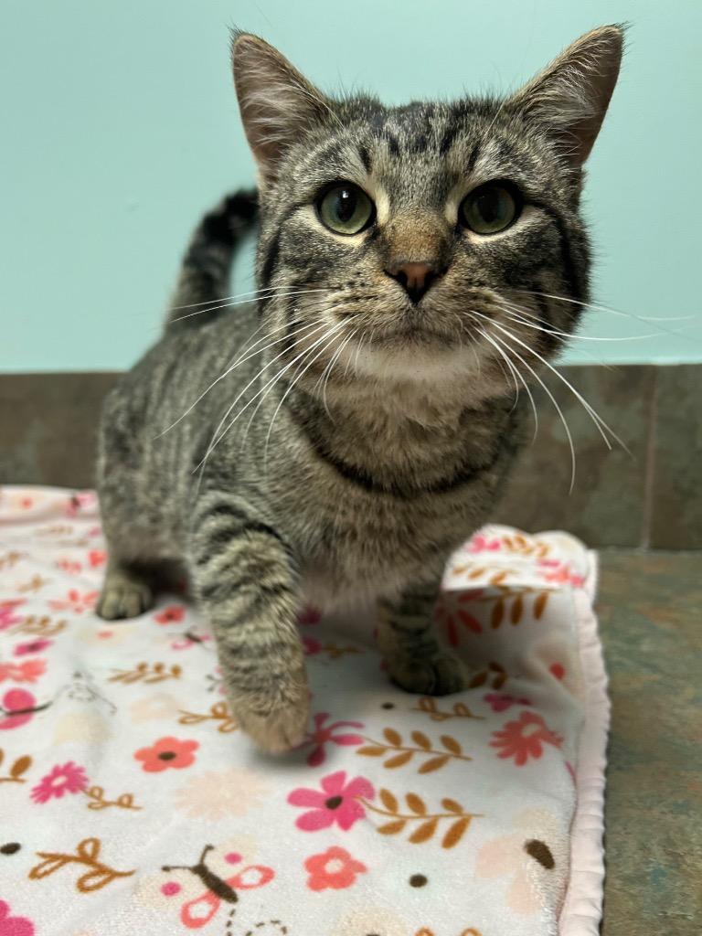 Enlarge Aang, a ADOPTABLE Domestic Short Hair in Columbus, NE image 1/1