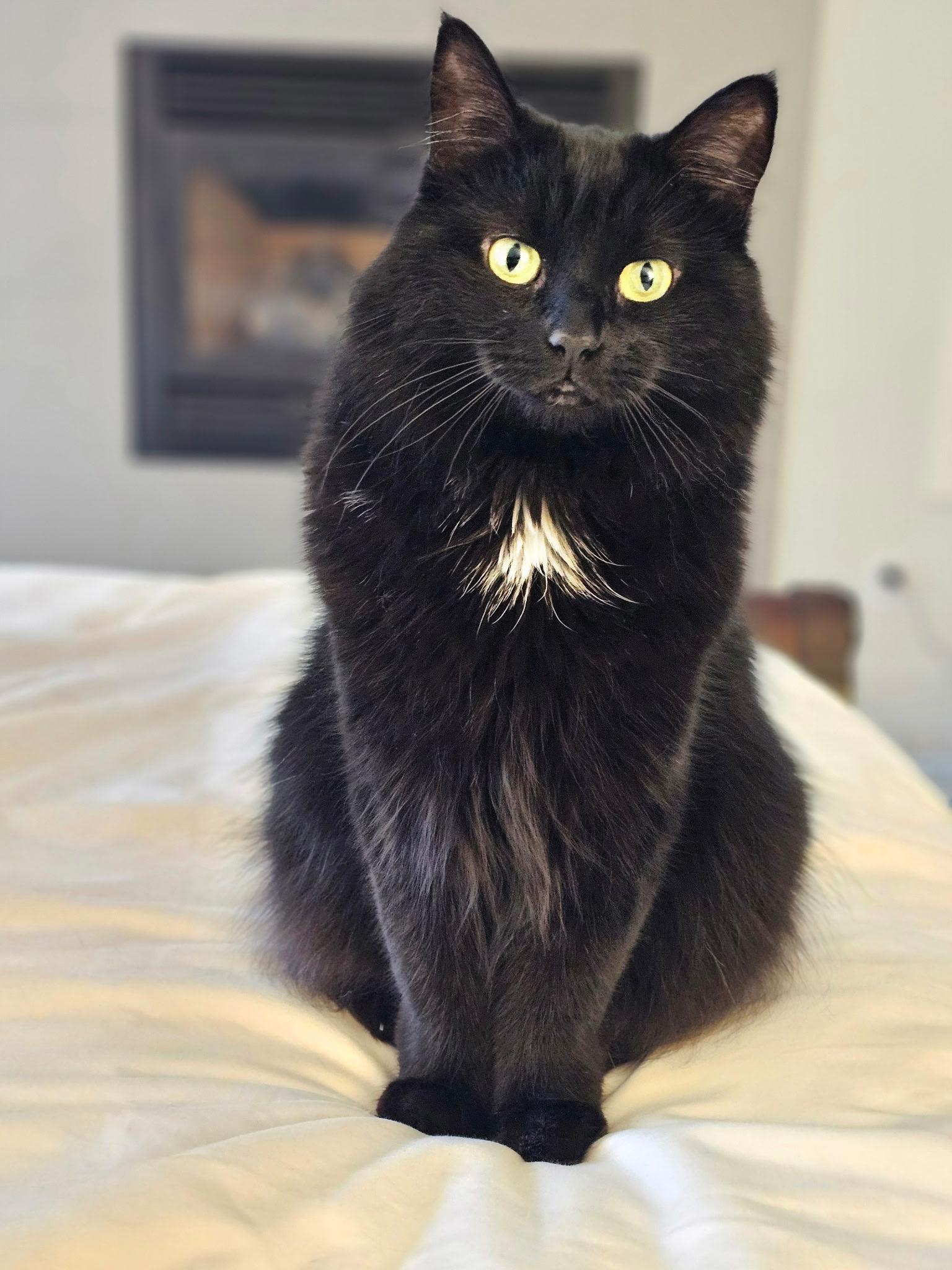 Blackie, a Adoptable Domestic Medium Hair in Arlington, WA image 2/4