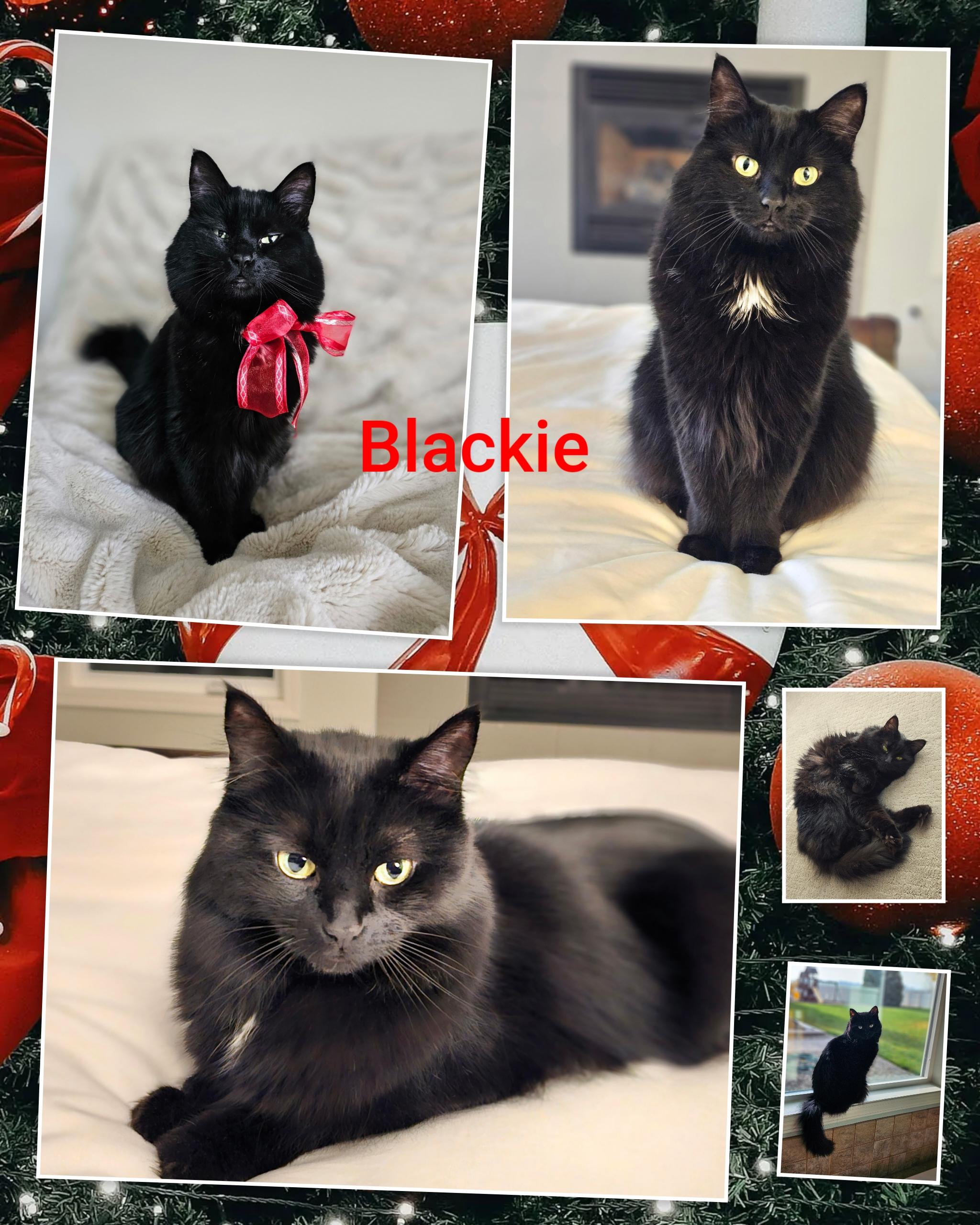 Enlarge Blackie, a Adoptable Domestic Medium Hair in Arlington, WA image 5/6