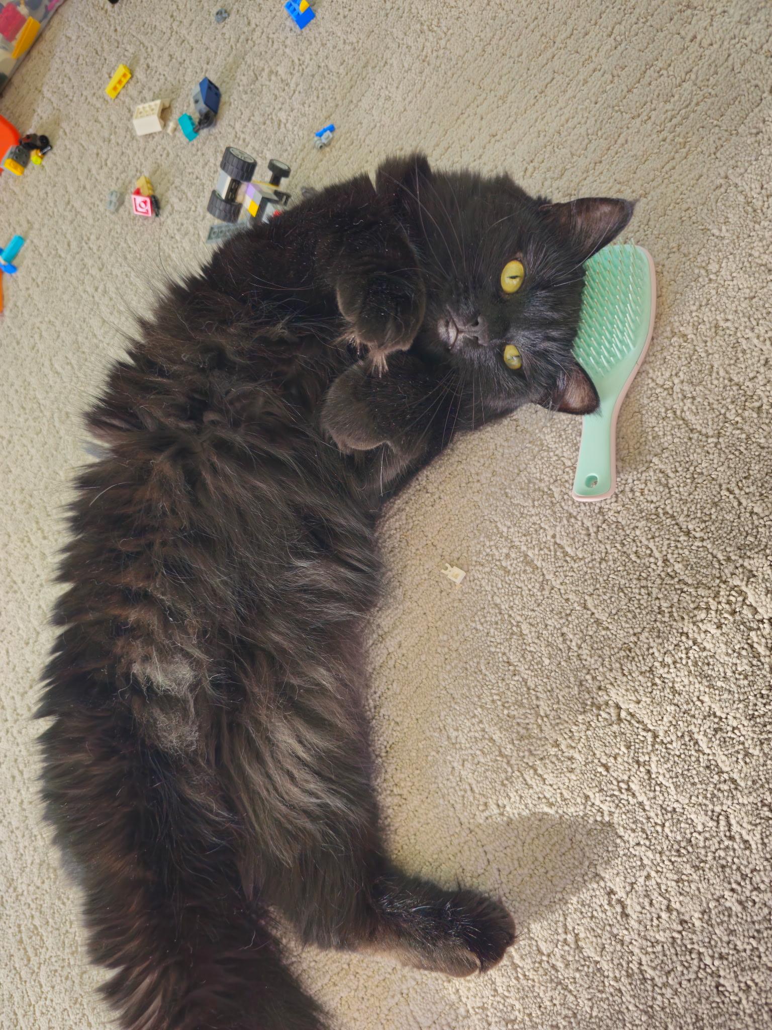 Blackie, a Adoptable Domestic Medium Hair in Arlington, WA image 3/4