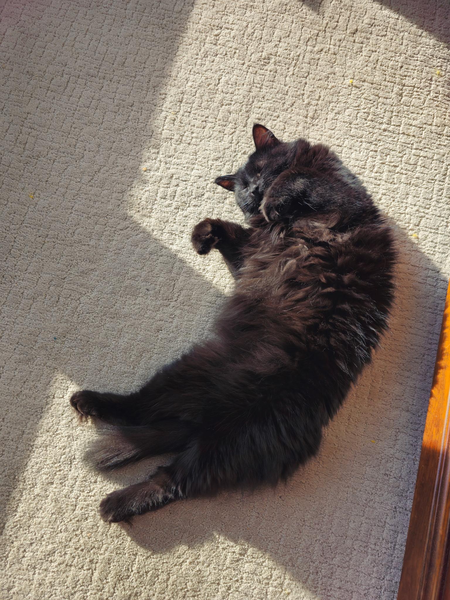 Blackie, a Adoptable Domestic Medium Hair in Arlington, WA image 4/4