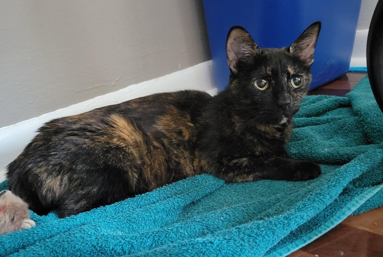 Kahu, Adoptable, Adult Female Domestic Short Hair.
