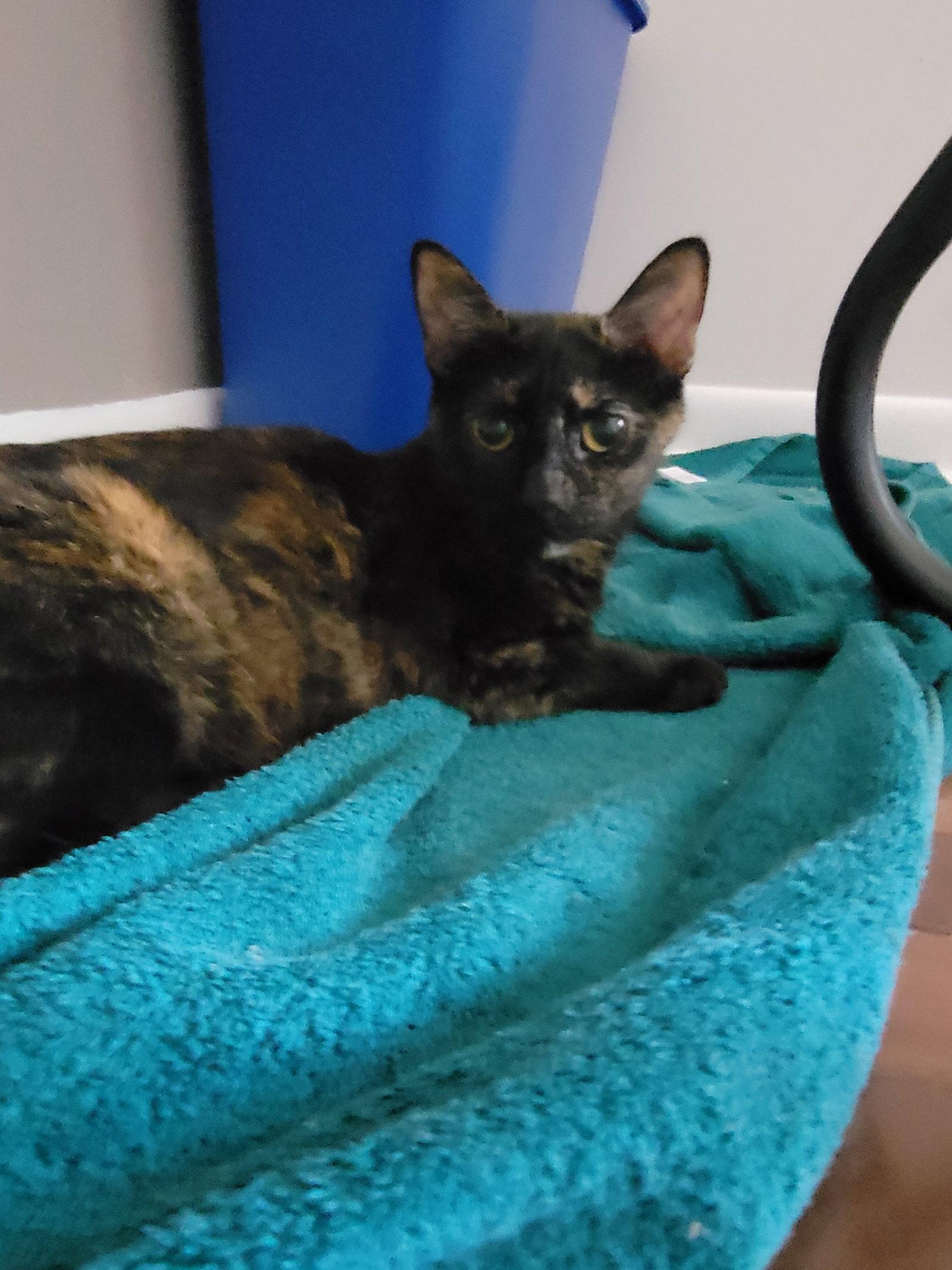 Enlarge Kahu, a Adoptable Domestic Short Hair in Walled Lake, MI image 2/3